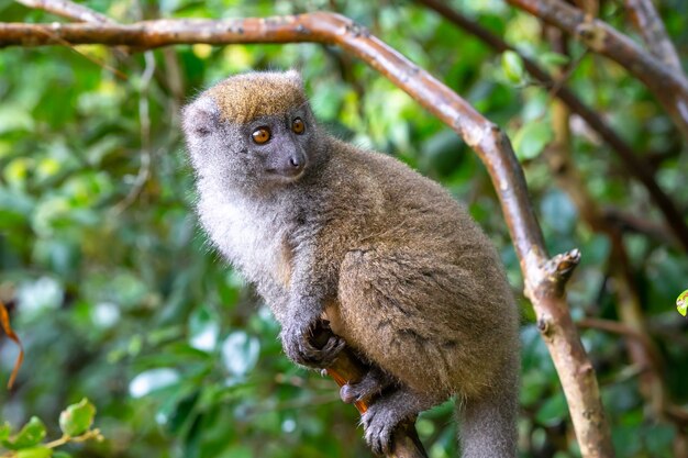 Photo cute furry lemur in nature