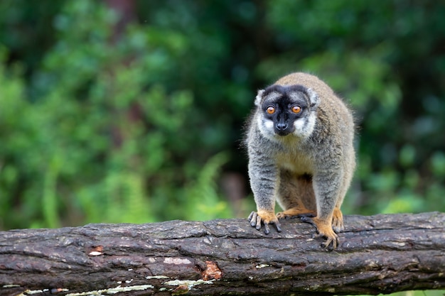 Foto lemure peloso carino in natura