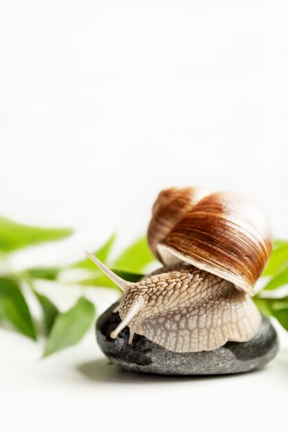 Cute garden snail sits on round pebble