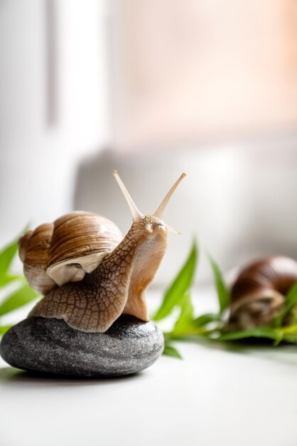 Cute garden snail with horned head sits on round pebble in garden