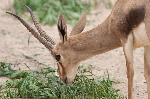 cute gazelle eating plants on arid african soil