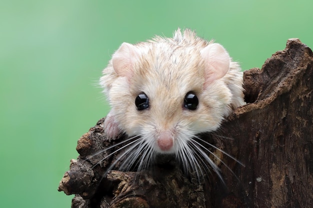 写真 かわいいスナネズミの太った尻尾が木の上を這う