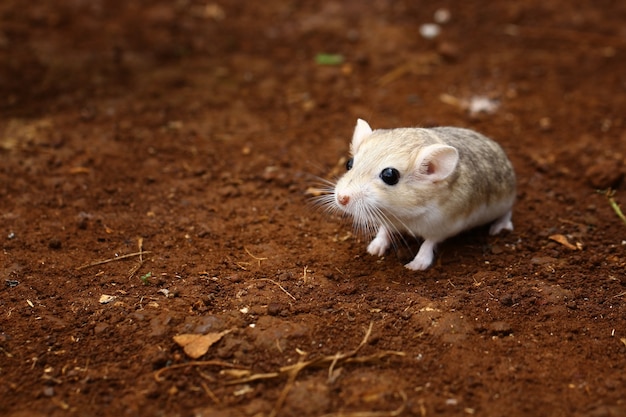 地面を嗅ぐかわいいスナネズミ