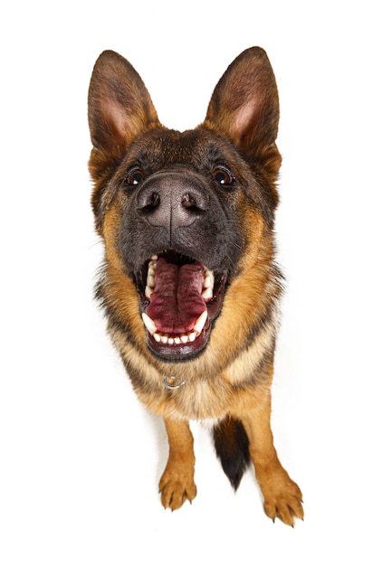 Cute German shepherd looking up isolated