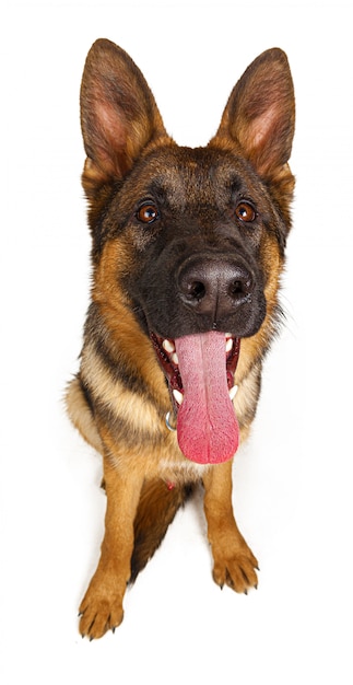 Cute German shepherd looking up isolated