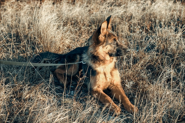 Cute German Shepherd puppy on dry grass. Dog in the field. Autumn season. Domestic animal.