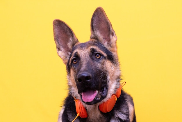 黄色の背景で隔離のヘッドフォンでかわいいジャーマンシェパードの子犬