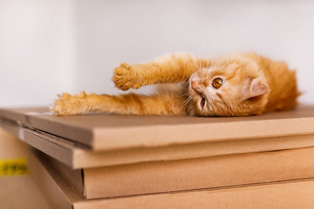 Cute ginger cat in cardboard box on floor at home