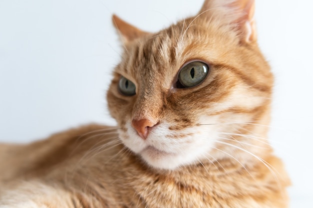 cute ginger cat closeup selective focus