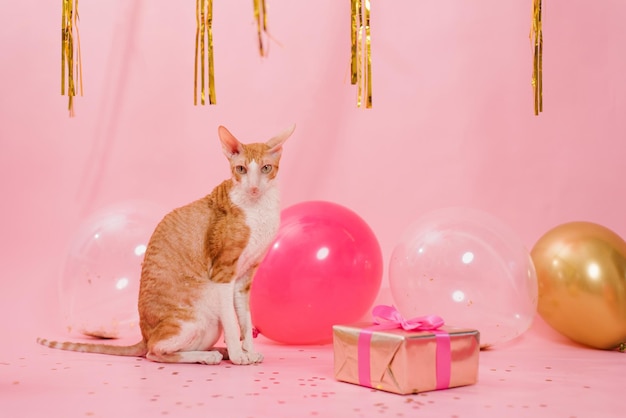 Cute ginger cat cornish rex for birthday with balloons and a gift on a pink background