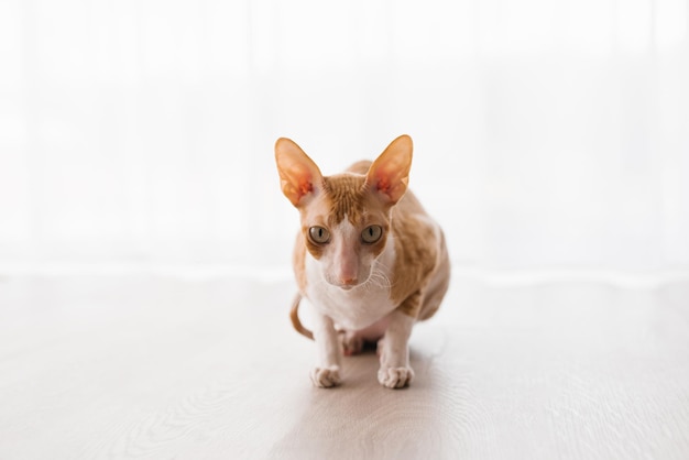 귀여운 진저 고양이 코니시 렉스가 바닥에 앉아 조심스럽게 어딘가를 바라보고 있습니다.