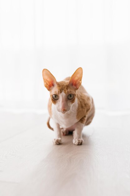 귀여운 진저 고양이 코니시 렉스가 바닥에 앉아 조심스럽게 어딘가를 바라보고 있습니다.