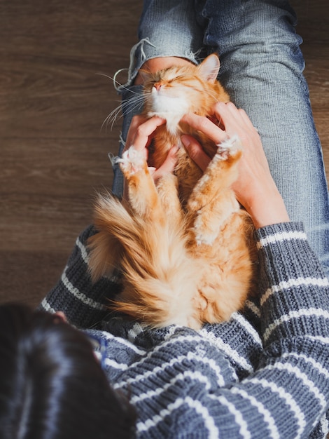 Cute ginger cat dozing on woman knees