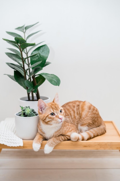 Cute ginger cat is sitting near flower pots with zamiokulkas and succulents . Cozy home with plants. High quality photo