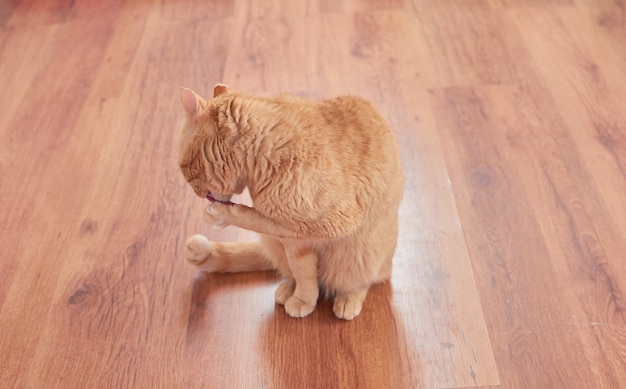 A cute ginger cat licking itself