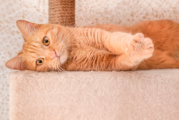 Cute ginger cat lies and stretches