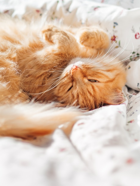 Cute ginger cat lying in bed under a blanket