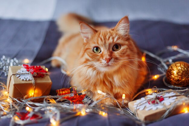 Cute ginger cat lying in bed with shining light bulbs