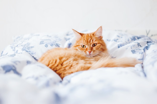 Cute ginger cat lying in bed