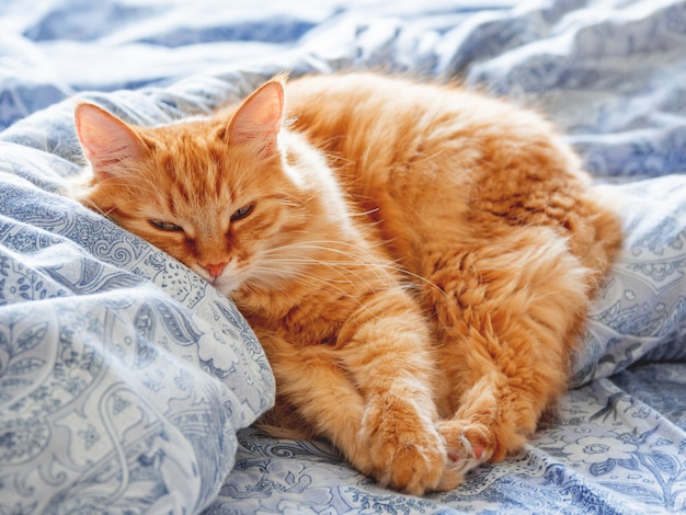 Cute ginger cat lying in bed