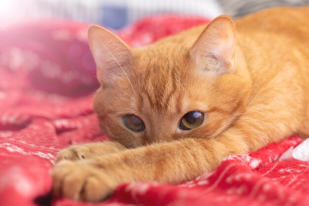 Cute ginger cat lying on the bed