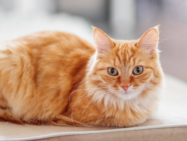 Cute ginger cat lying on couch