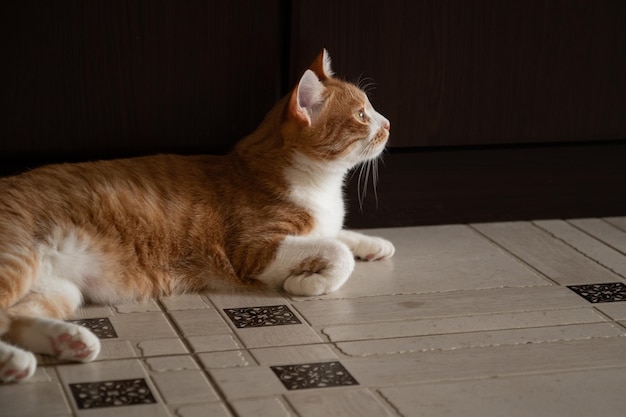 Cute ginger cat lying on floor in room