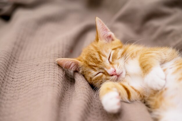 ベッドに横たわっているかわいい生姜猫。ふわふわのペットが不思議なことに見つめています。迷子の子猫はベッドで寝ます。高品質の写真
