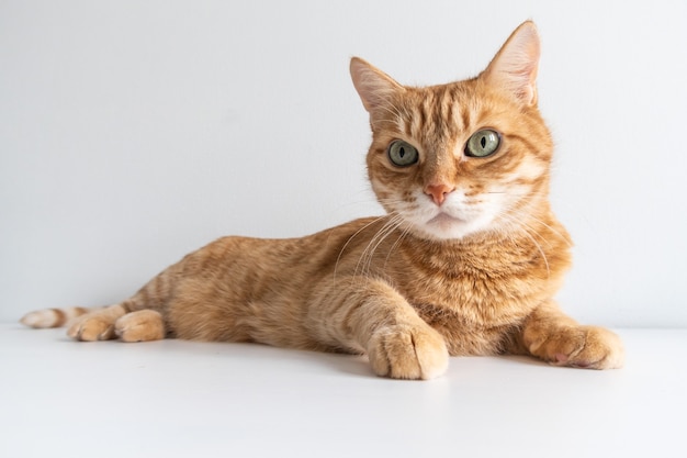 Cute ginger cat lying peacefully on white table surface