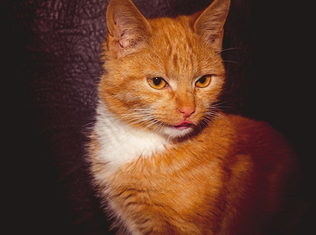 Cute Ginger Cat Retro