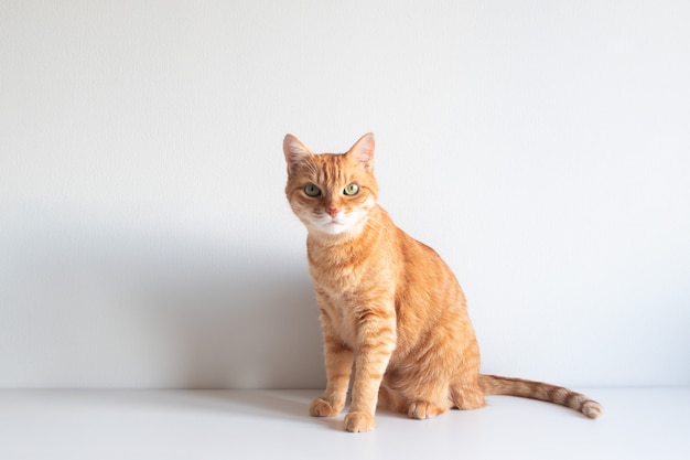 Cute ginger cat sitting and looking curiously on white surface