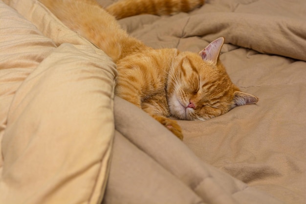 Милый рыжий кот спит на кровати