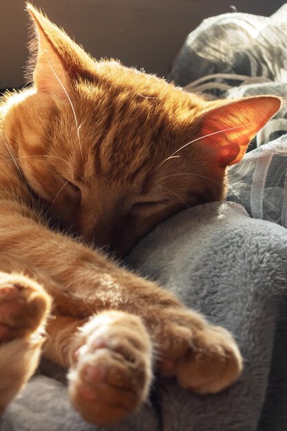 Cute ginger cat sleeping on a blanket in sunlight