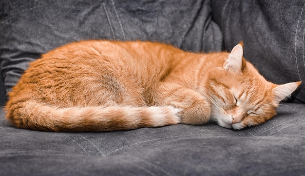 Cute ginger cat sleeping on the couch