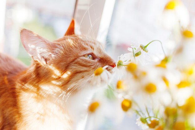 Photo cute ginger cat smelling bouquet of camomiles fluffy pet and cozy spring morning at home