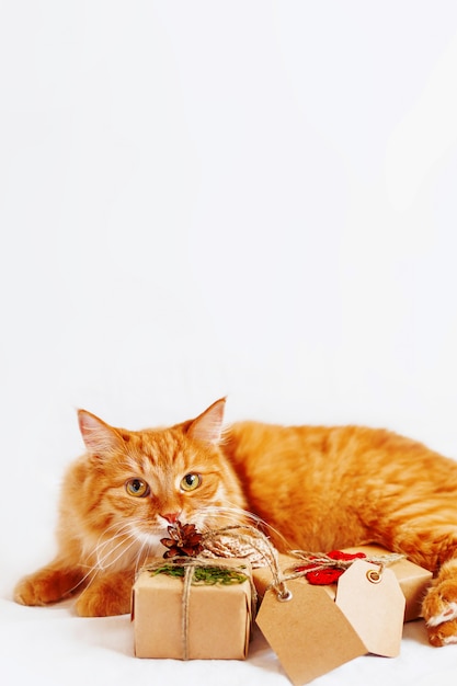 Cute ginger cat sniffing stack of christmas presents on white .  gifts wrapped in craft paper with copy  tags.