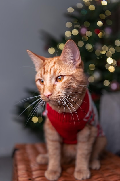 クリスマス ジャンパーでかわいい生姜猫