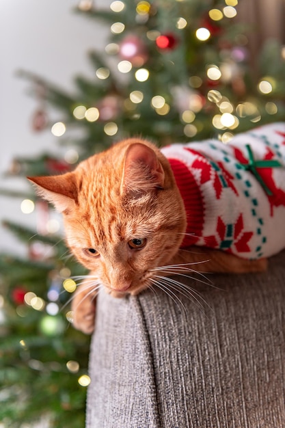 クリスマス ジャンパーでかわいい生姜猫