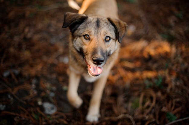 Cute ginger homeless dog walking to the owner with the open mouth