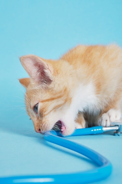 Cute ginger kitten bites stethoscope on blue background