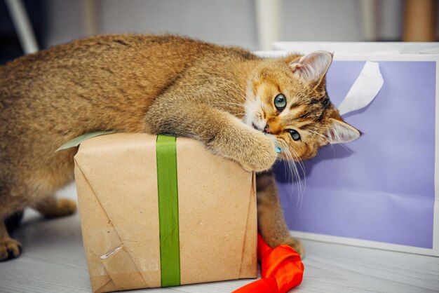 Cute ginger kitten of the British Chinchilla breed plays with gift box in the home interior.  Pet among the holiday gifts.