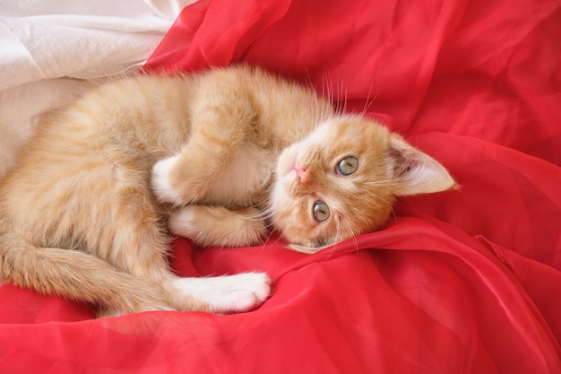 Cute ginger kitten lies on a red airy fabric, sleeping kitten