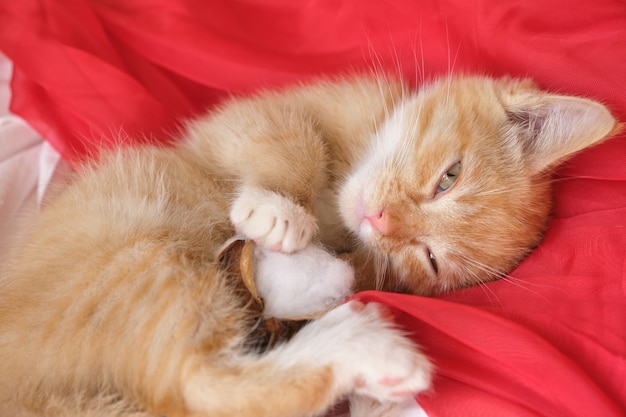 かわいい生姜の子猫は赤い風通しの良い生地の上に横たわって、子猫を眠っています