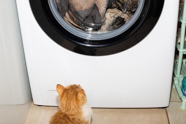 A cute ginger kitten sits on the floor and looks at the spinning drum of the washing machine curious