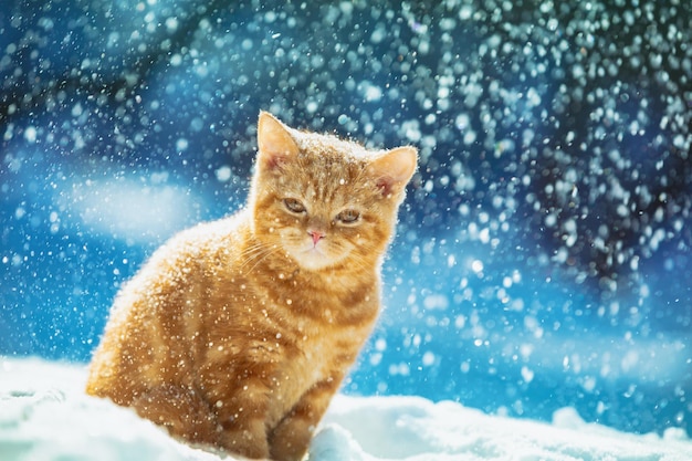 Simpatico gattino allo zenzero si siede nella neve in inverno durante la nevicata