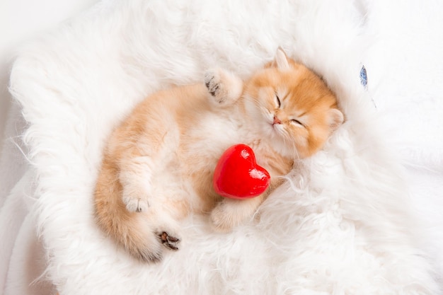 Cute ginger kitten sleeps with a red heart on a fur blanket on\
his back