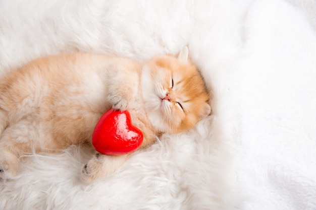 Cute ginger kitten sleeps with a red heart on a fur white\
blanket on his back, top view