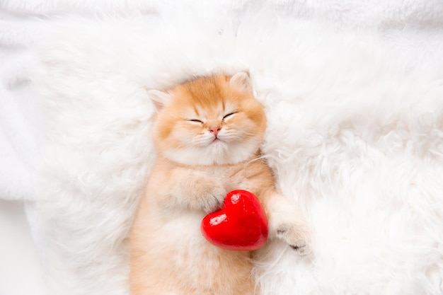 Cute ginger kitten sleeps with a red heart on a fur white
blanket on his back, top view