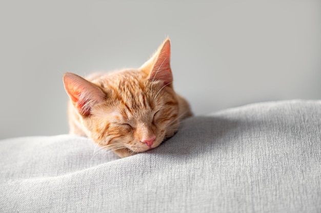 Cute ginger kitten sleeps