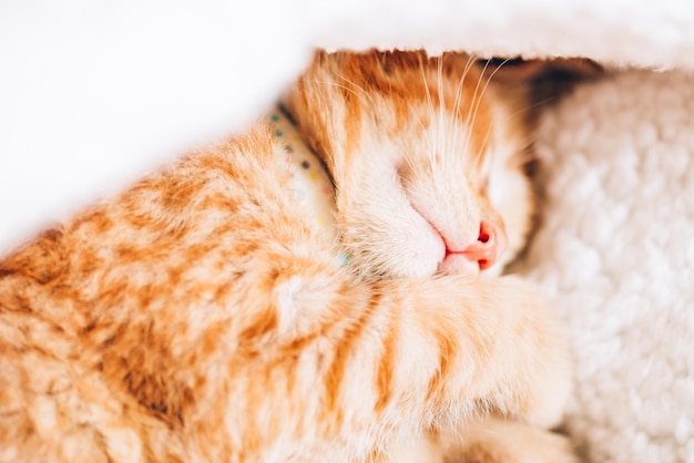 かわいい生姜の子猫が眠る